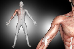 assimetria muscular